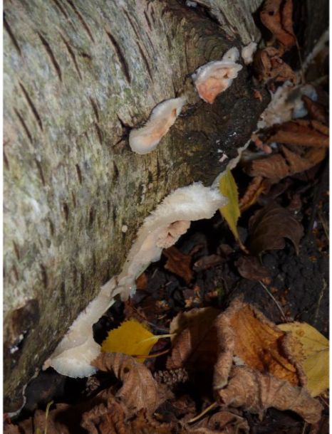 Developing bracket-shaped fruit bodies on birch in the New Forest, UK.
